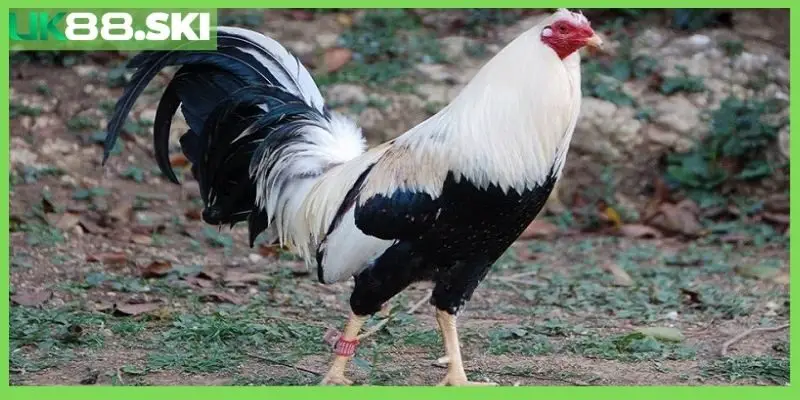 Hướng dẫn cách chọn gà Mỹ rặc từ sư kê nổi tiếng