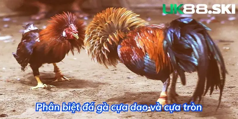 Phân biệt đá gà cựa dao và cựa tròn
